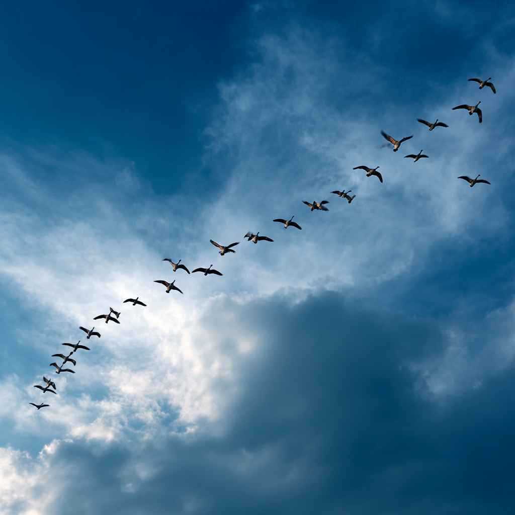 Birds flying in V-formation symbolizing teamwork and coordinated effort.