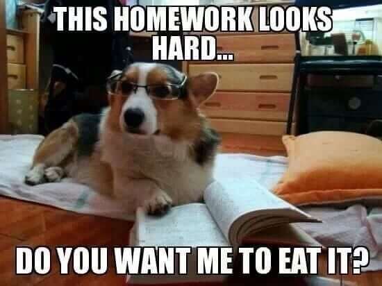 dog with homework