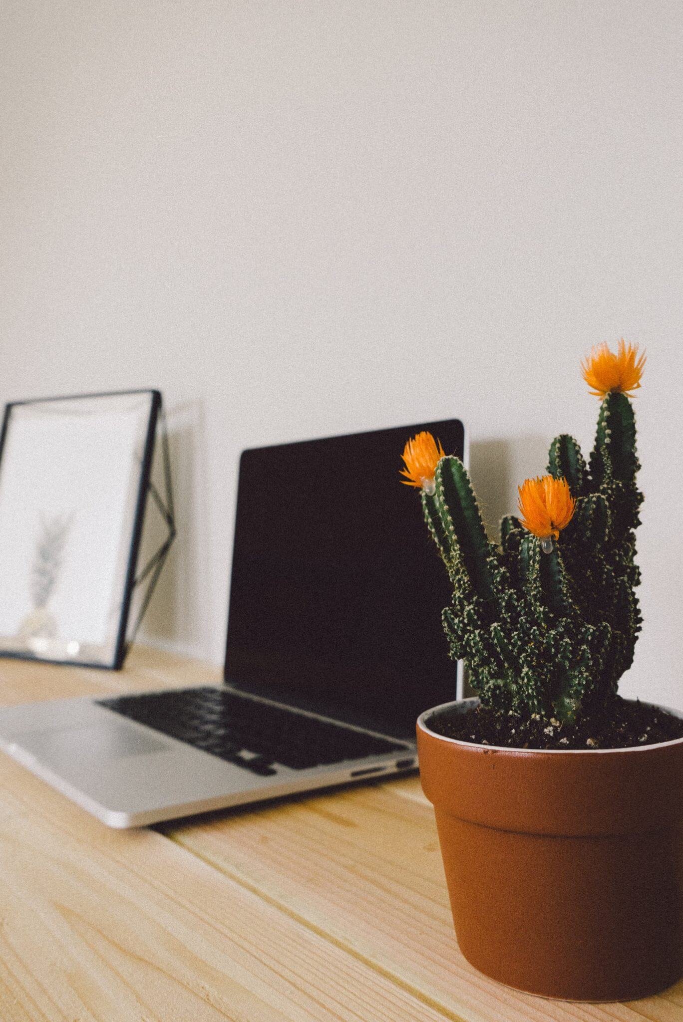 laptop sitting on a table with a cactus plant