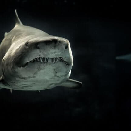 shark